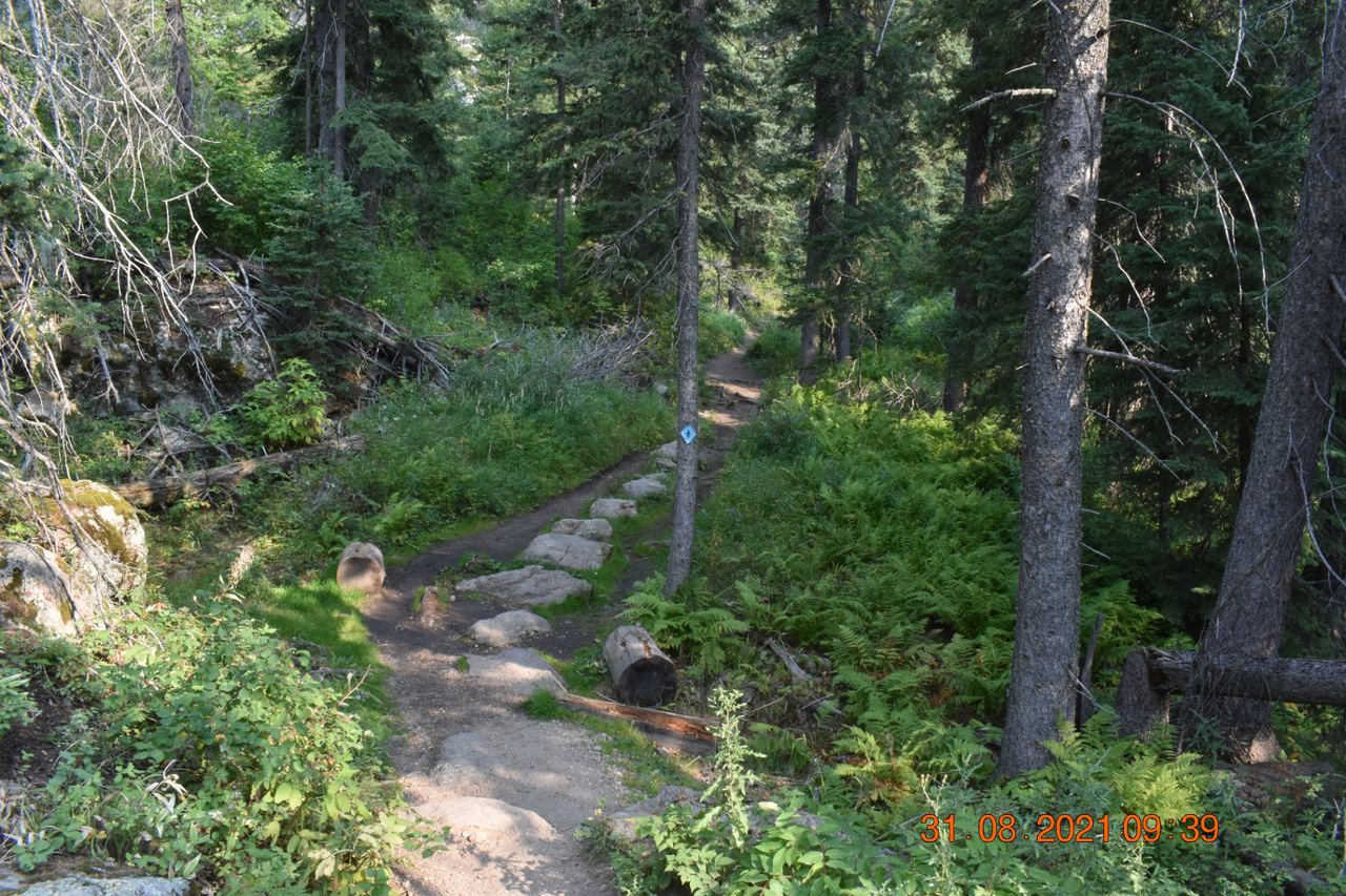A sunlit forest path winding through ferns and evergreens